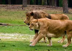 貝克塞·貝爾亨野生動物園