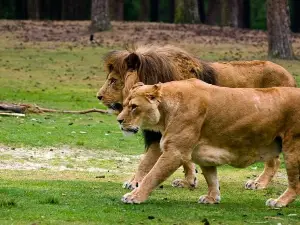 Safaripark Beekse Bergen