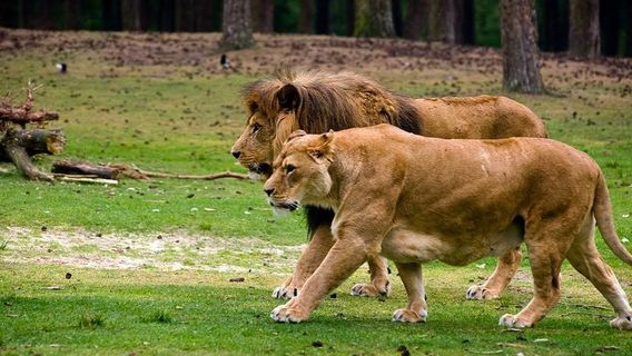 Beekse Bergen Safari Park