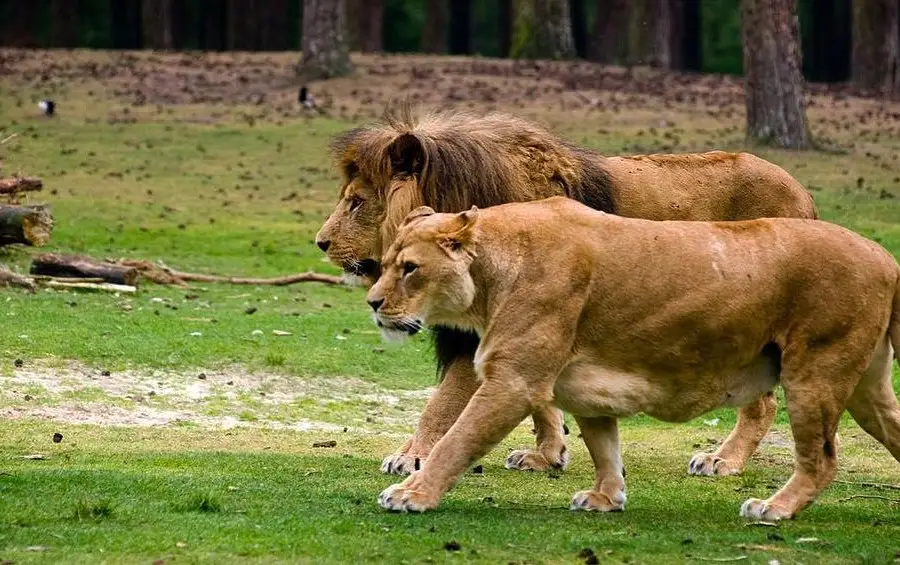 Beekse Bergen Safari Park