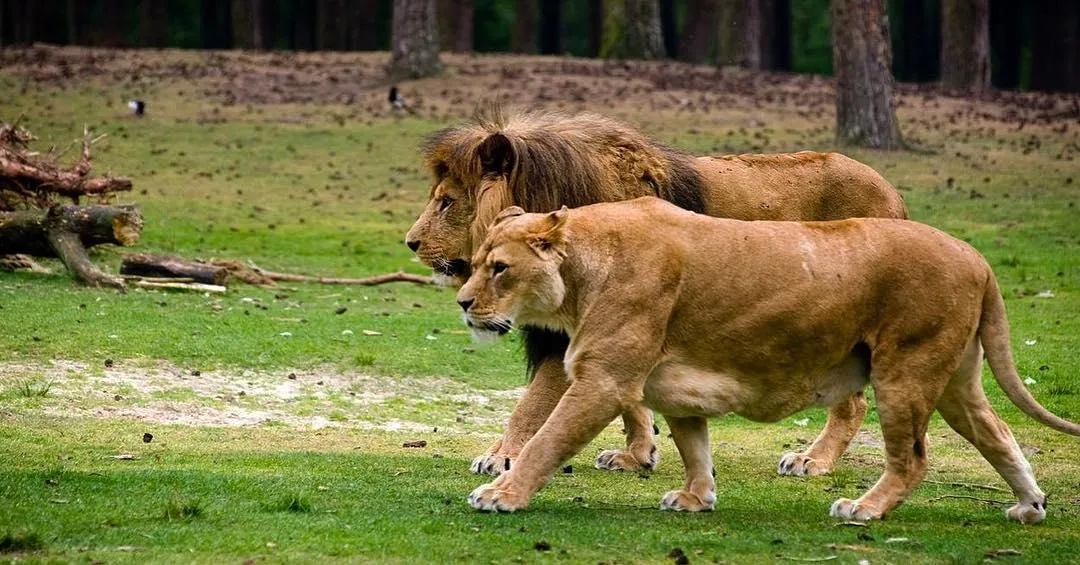 1_貝克塞·貝爾亨野生動物園