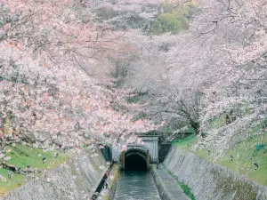 Fioriture Primaverili a Prefettura di Shiga: le opzioni più popolari