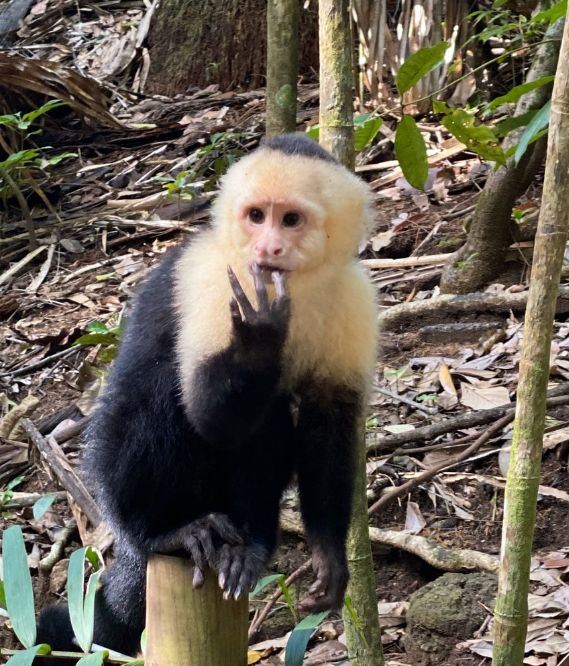 Manuel Antonio National Park