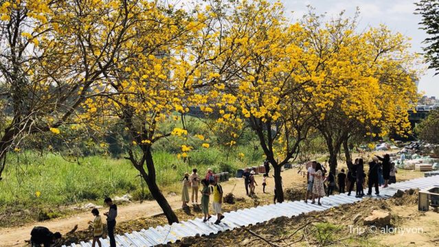 Chiayi Bazhang River embankment Gold wind Suzuki Trail