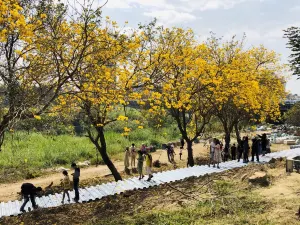 嘉義八掌溪堤防黃金風鈴木步道