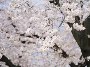 Tenjingawa