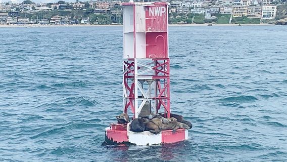 Davey's Locker Whale Watching & Sportfishing