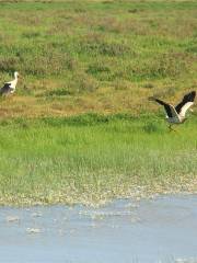 Parc national de Doñana