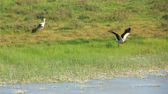 Doñana National Park