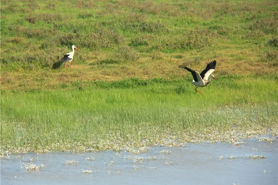 Parco nazionale di Doñana