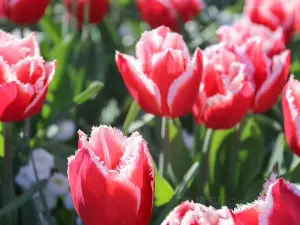 Fioriture Primaverili a Capital: le opzioni più popolari