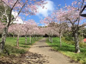 Top 10 Spring Outings in Auckland Region