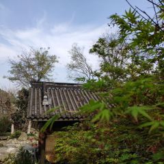 杨薇的茶小院 User Photo