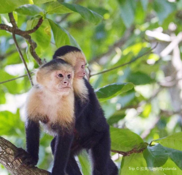 Manuel Antonio National Park