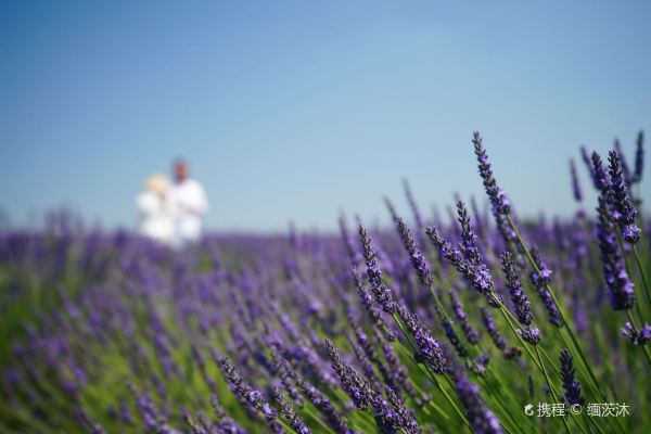 Valensole