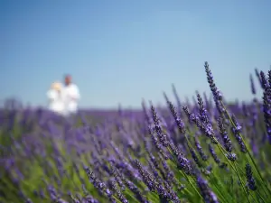 Valensole