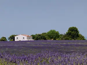 Valensole