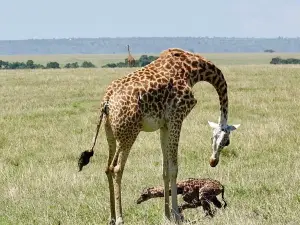 Mara North Conservancy