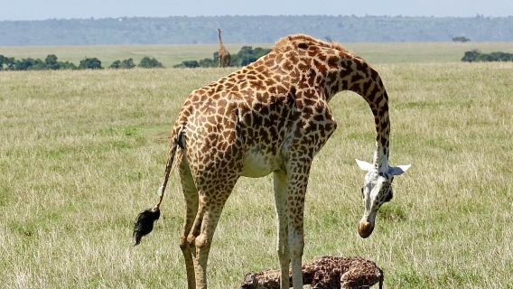 Mara North Conservancy