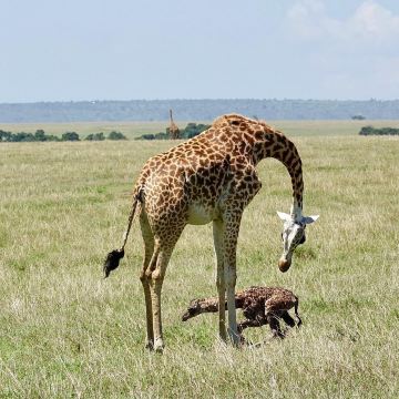 Mara North Conservancy