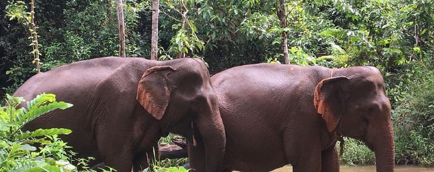 Elephant Valley Project