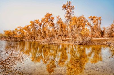 World Populus Euphratica Forest Park