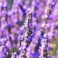 Lauren's Lavender Farm張用戶圖片