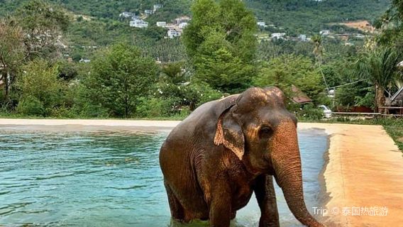 Samui Elephant Sanctuary Bophut
