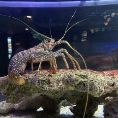 Lazy Lobster Seafood Restaurant User Photo
