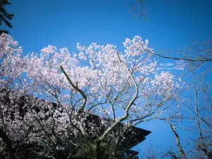 Fioriture Primaverili a Distretto di Nakatado: le opzioni più popolari