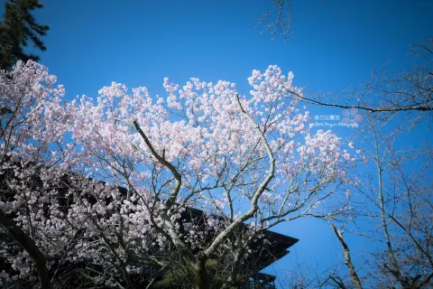 Kotohiragu