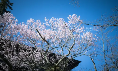 Kotohiragu