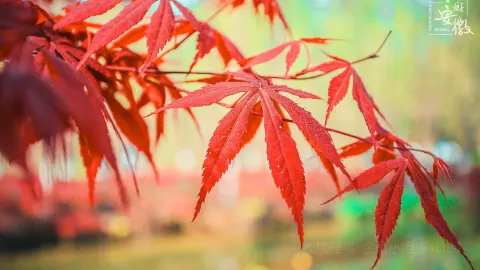 Binhu Forest Wetland Park attraction in Hefei