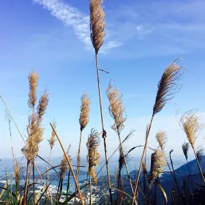 飛鵝山觀景台