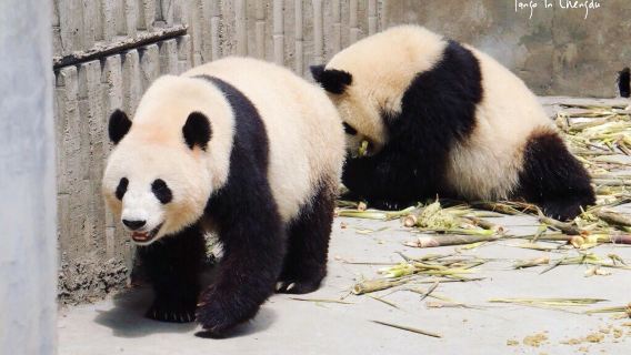 Chengdu