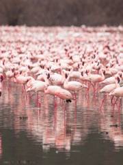 Lake Bogoria