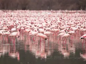 Lake Bogoria