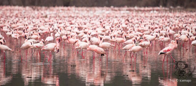 Lake Bogoria