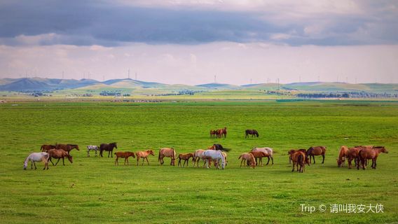 Lightning Lake Jingbei Wetland Grassland