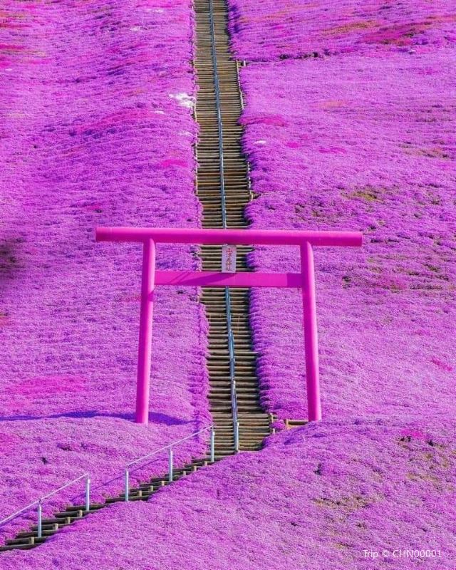 東藻琴芝櫻公園