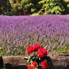 Lauren's Lavender Farm張用戶圖片