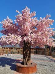 Cherry-valley Scenic Area