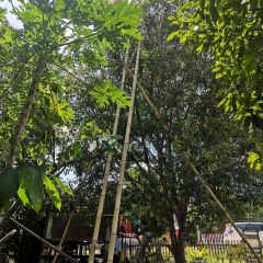 Kopi Teduh Poso User Photo