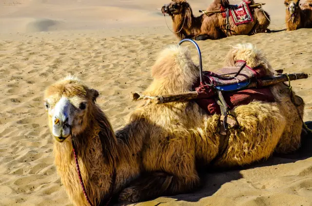 Camel Riding in Dunhuang