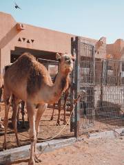 Al Ain Camel Market