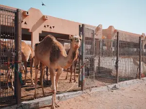 Al Ain Camel Market