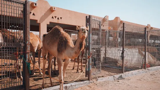 Al Ain Camel Market