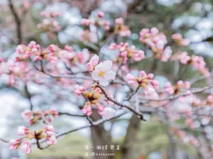 สวนเค็นโรขุเอ็น