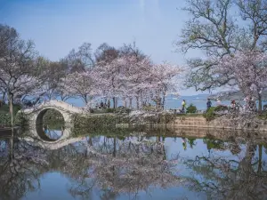 เดอะ แคท