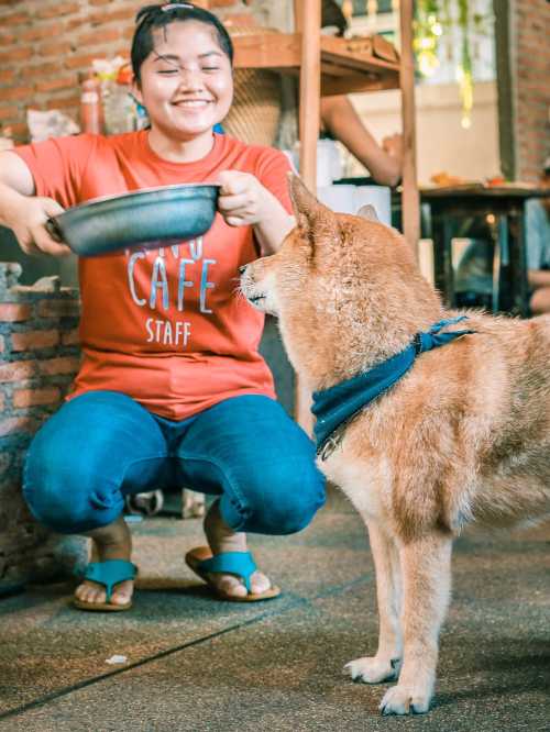 Inu Cafe